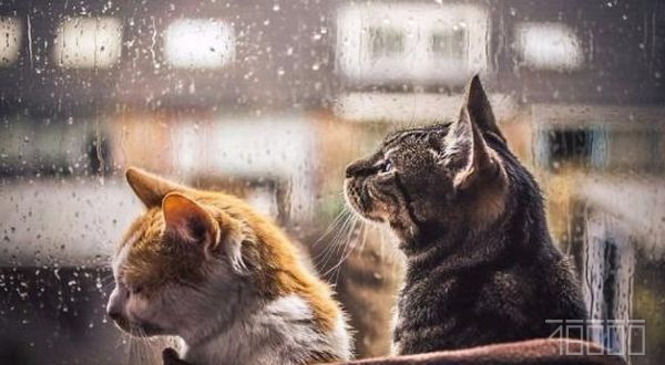 коти дивляться у вікно