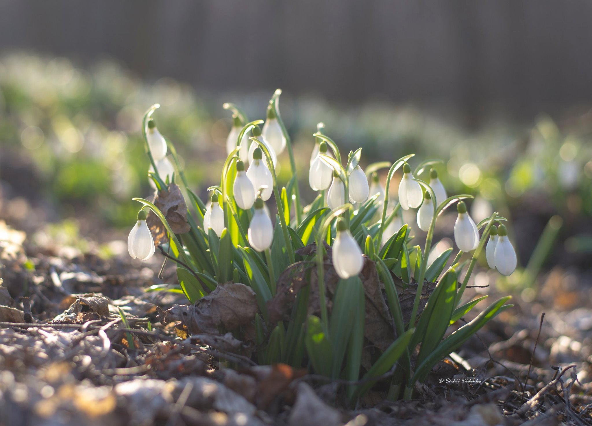 підсніжники