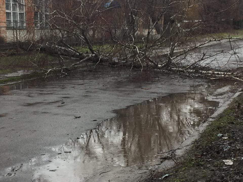 повалені дерева