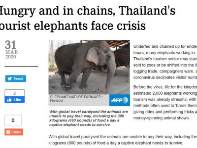 слони таїланду
