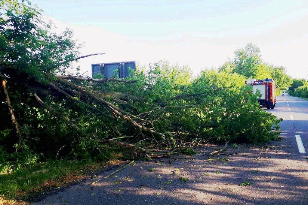 На Черкащині негода знеструмлювала населені пункти та валила дерева (ФОТО)