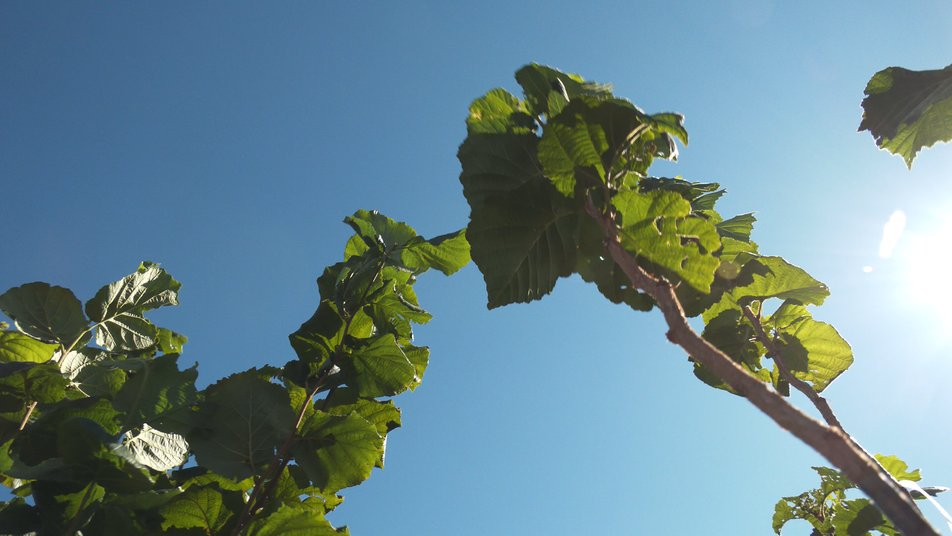 На Черкащині садівник вирощує 40 сортів фундука з різних місць світу (ФОТО)
