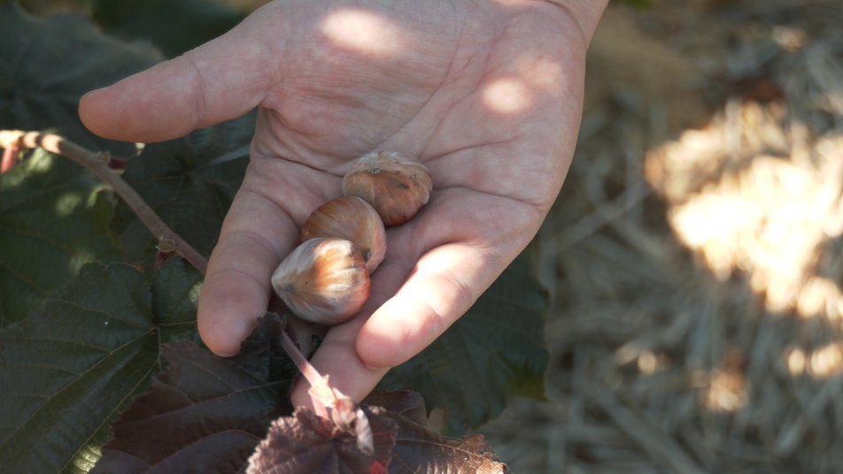 На Черкащині садівник вирощує 40 сортів фундука з різних місць світу (ФОТО)