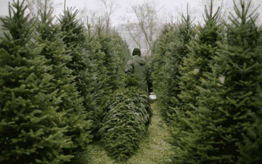 Лісники закликать купувати “живе” новорічне дерево