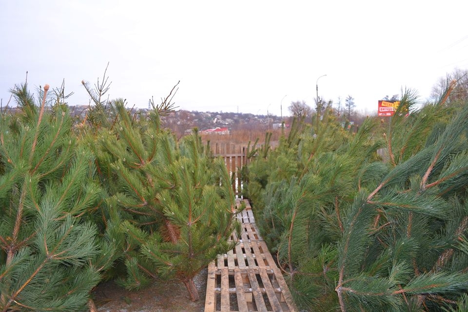 Лісники закликать купувати “живе” новорічне дерево