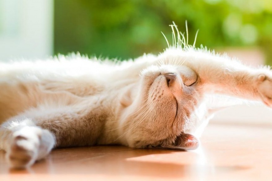 кіт на сонечку