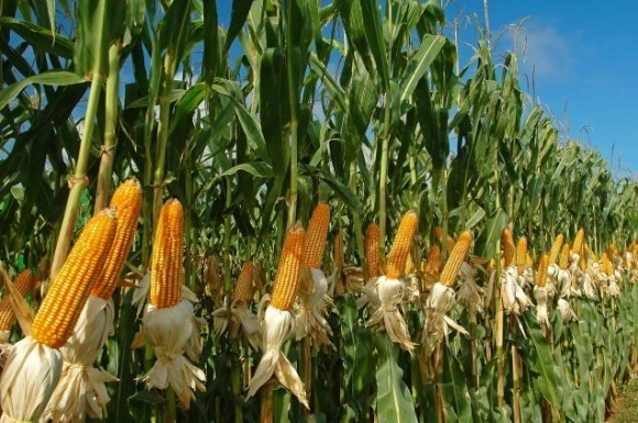 кукурудза