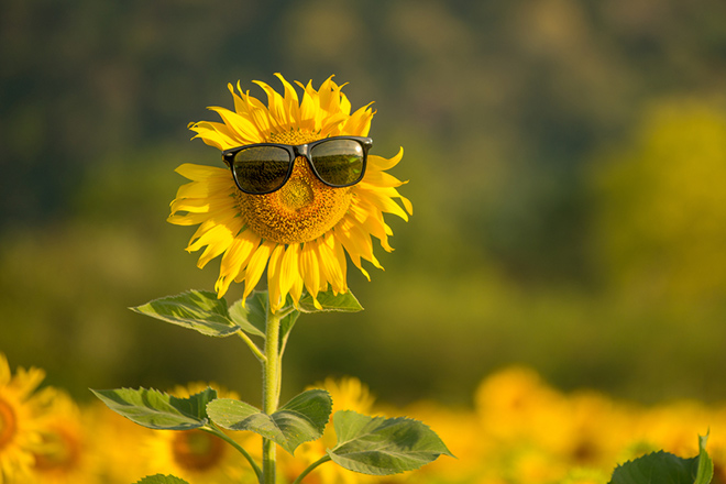 Сонях в окулярах