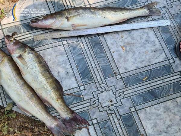 Збитки майже 250 тисяч гривень: на Черкащині викрили рибака