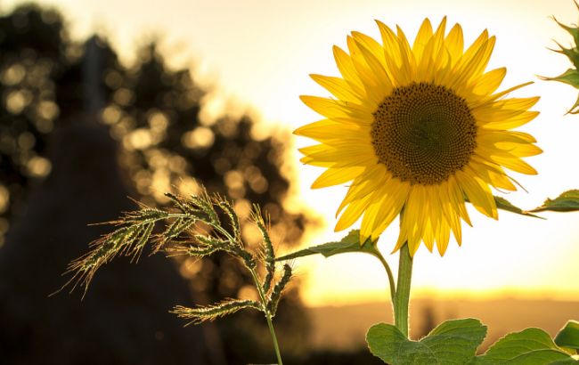 погода, природа, соняшник