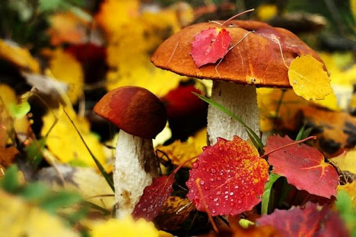 погода, осінь, гриби