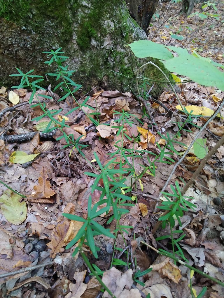 У черкаському лісі знайшли рослину-сучасника мамонта