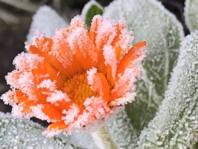 Квітка в морозі