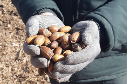 Дуб, горіх, сосна: лісівники Черкащини заготовили 78 тонн лісового насіння