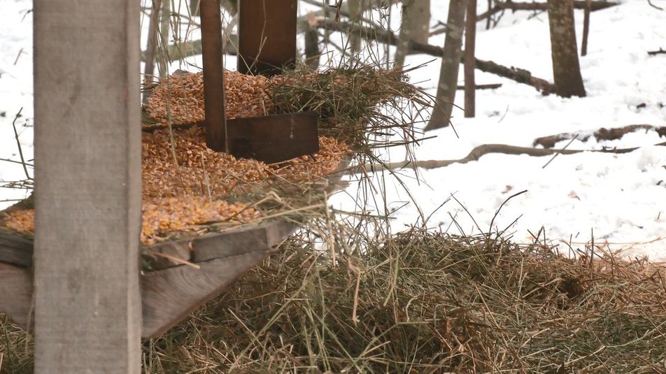 У лісництві на Черкащині вирощують кабанів і оленів (ФОТО)