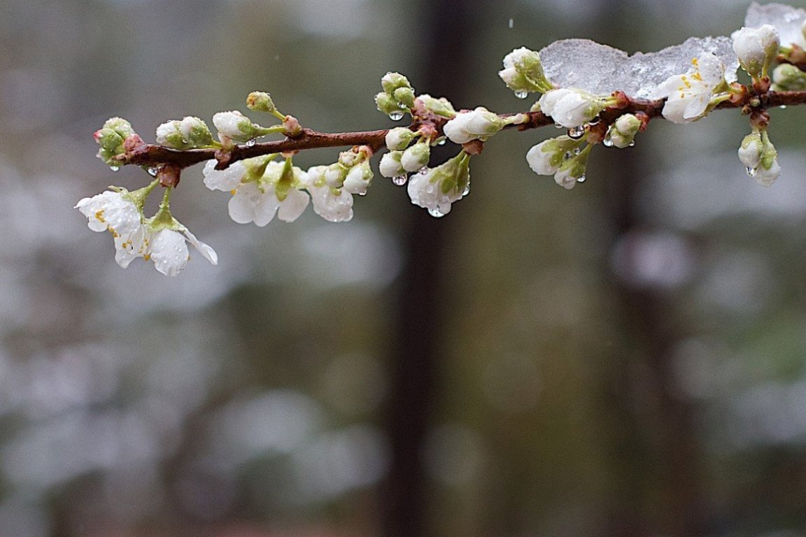 Під загрозою квітучі сади: на Черкащині прогнозують заморозки до -5° С