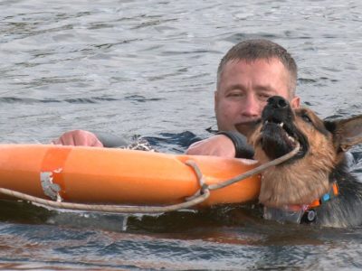 Вівчарка рятує людину на воді