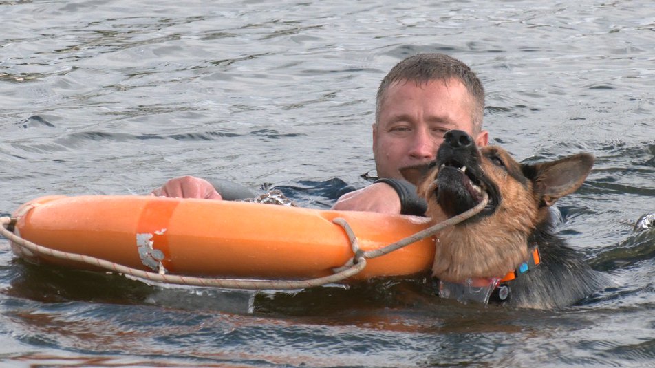 Вівчарка рятує людину на воді