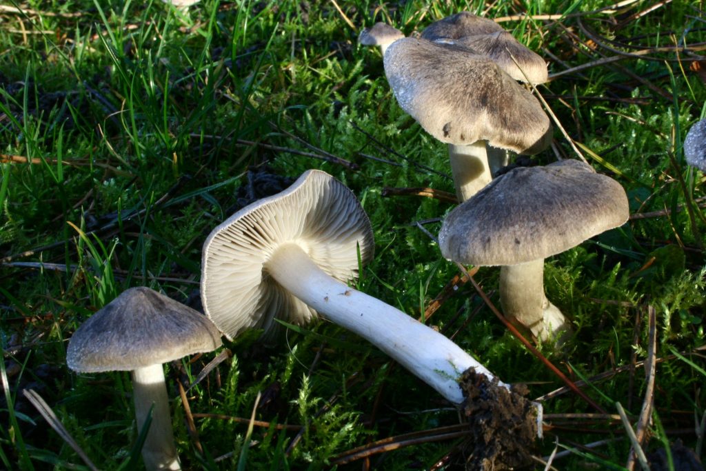 На Уманщині отруїлись грибами
