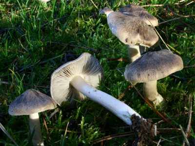 На Уманщині отруїлись грибами