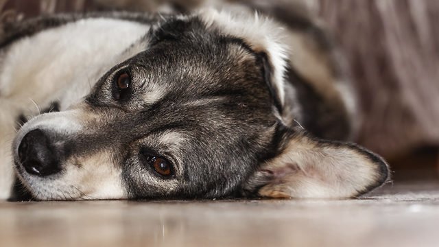 чоловікові, який застрелив двох собак, повідомлено про підозру