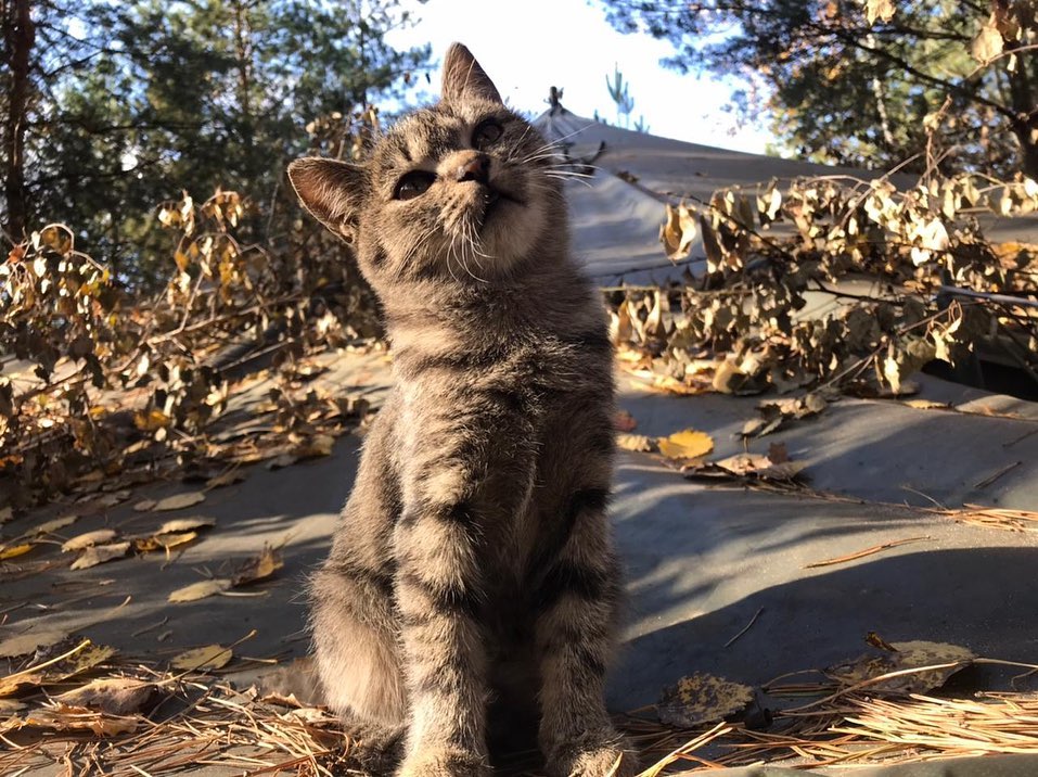 взяти кота Черкаси