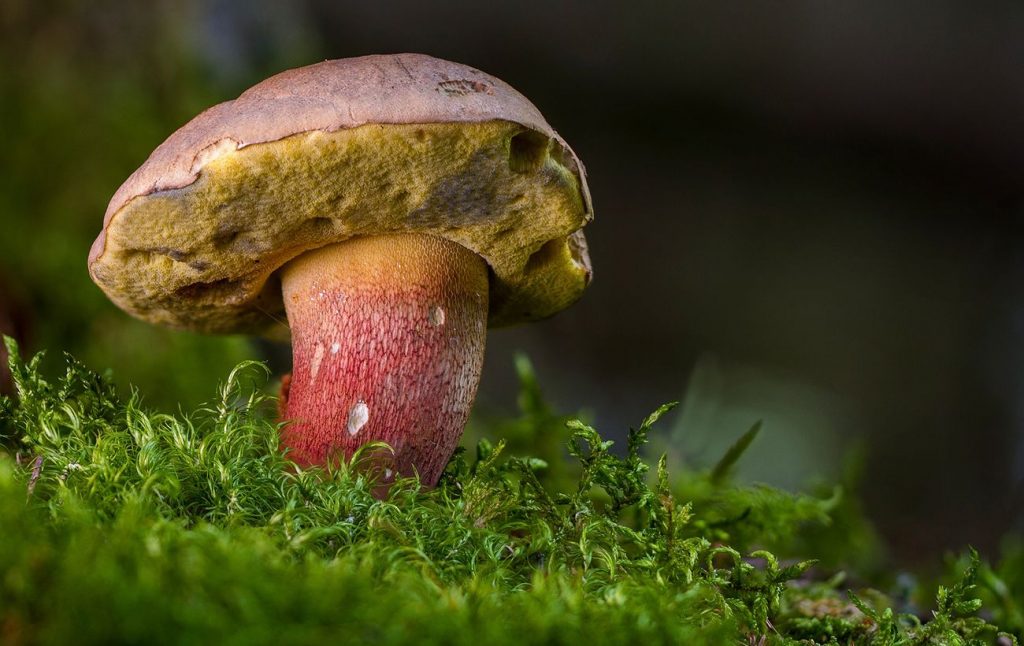Три випадки отруєння грибами за добу на Черкащині
