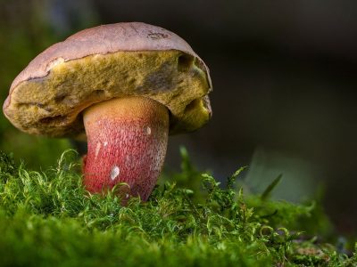Три випадки отруєння грибами за добу на Черкащині