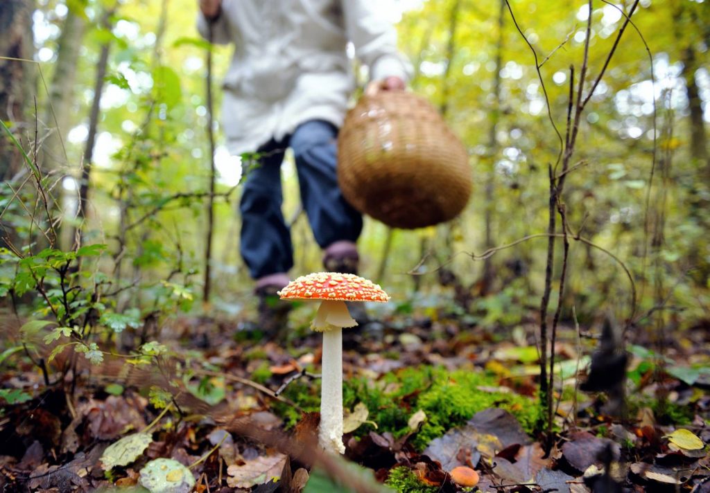 Отруєння дикорослими грибами