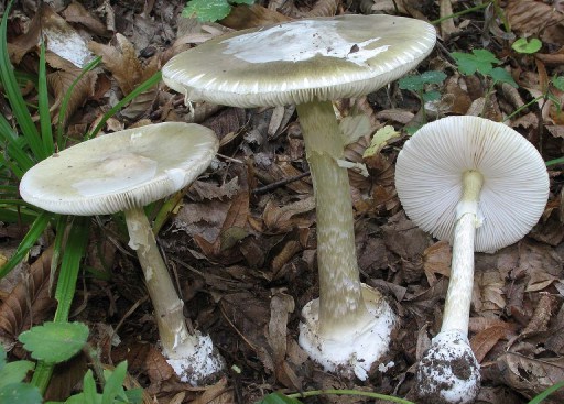 Ще чотири жителі Черкас отруїлися грибами