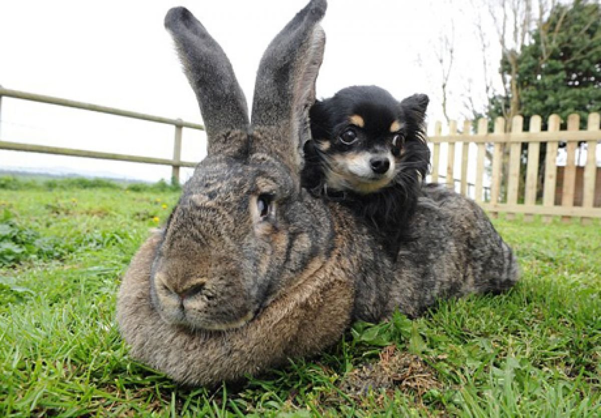 Черкащанина засудили за крадіжку кроля “великана” - 18000.com.ua