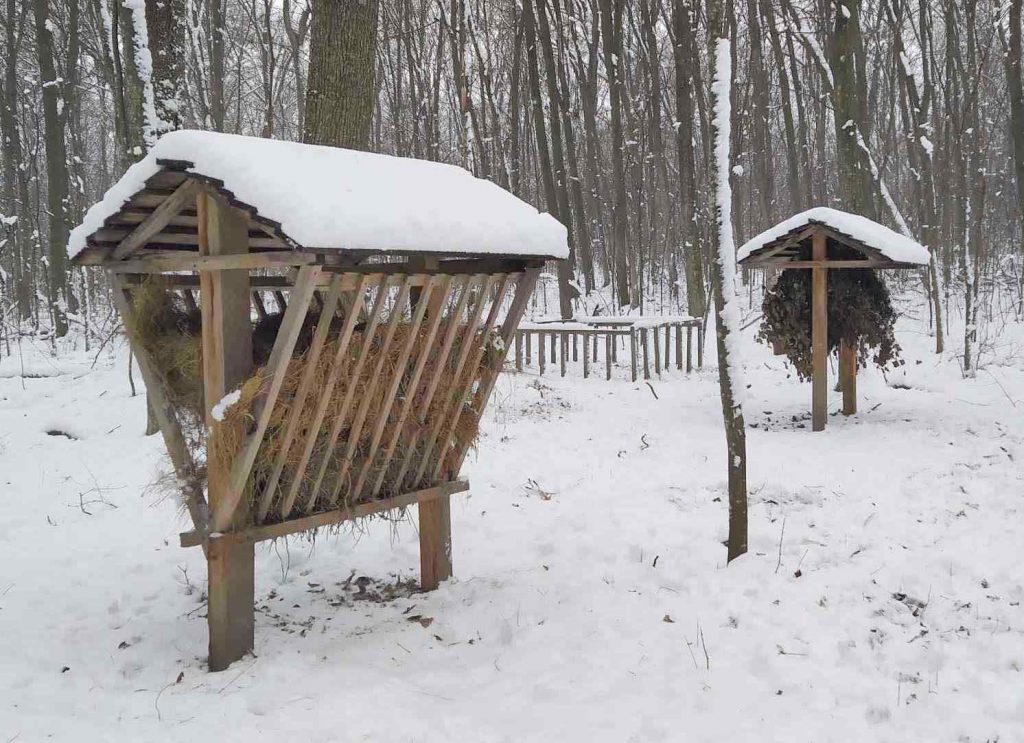 Сіно для диких звірів