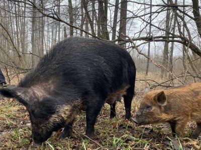 Сімейство диких кабанів на Черкащині