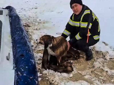 Рятувальники допомогли псу