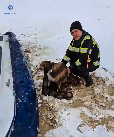 Рятувальники допомогли псу
