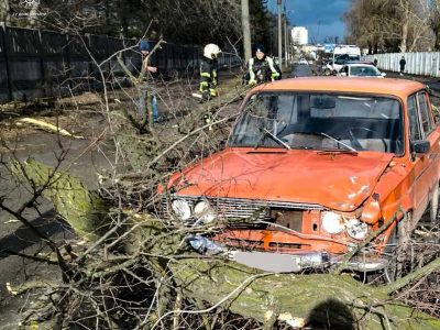 Дерево впало по вулиці Залізняка