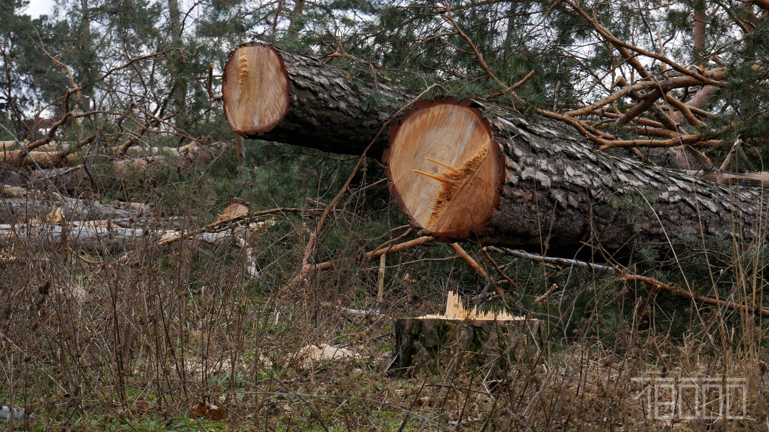 Вирубка лісу в Черкасах