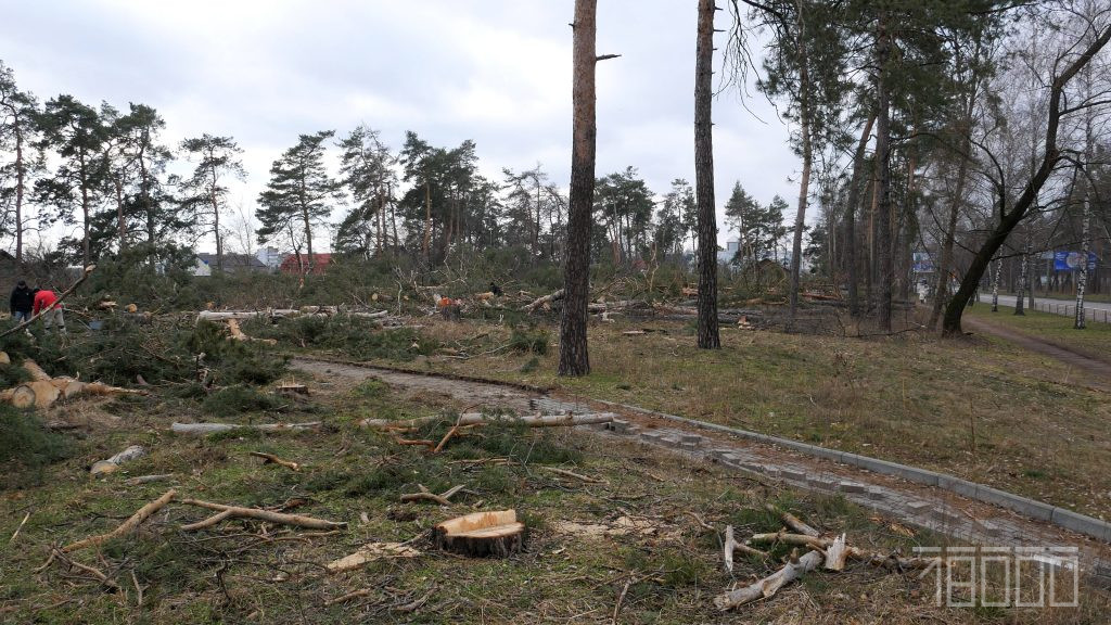 Черкаський забудовник вирубав гектар лісу заради будівництва таун-хаусів
