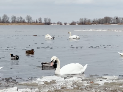 Лебеді на Дніпрі в Черкасах