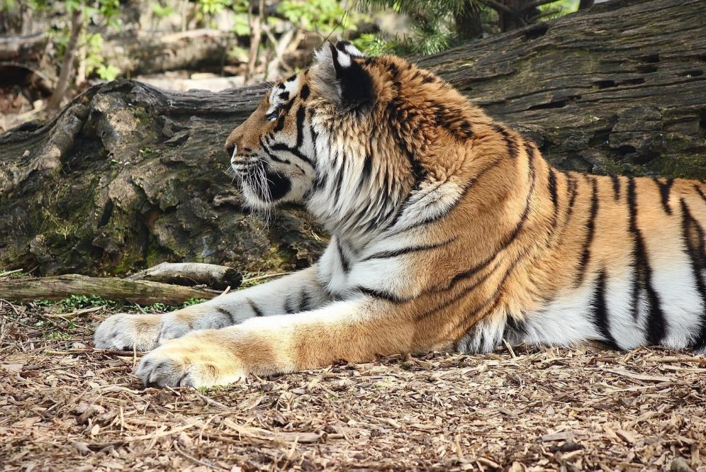 Тигр із зоопарку