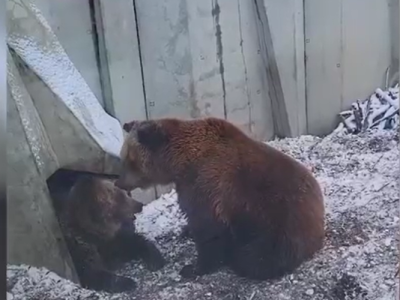 Ведмеді після сплячки