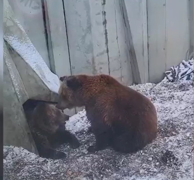 Ведмеді після сплячки