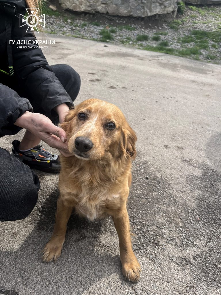 Врятований від пожежі пес