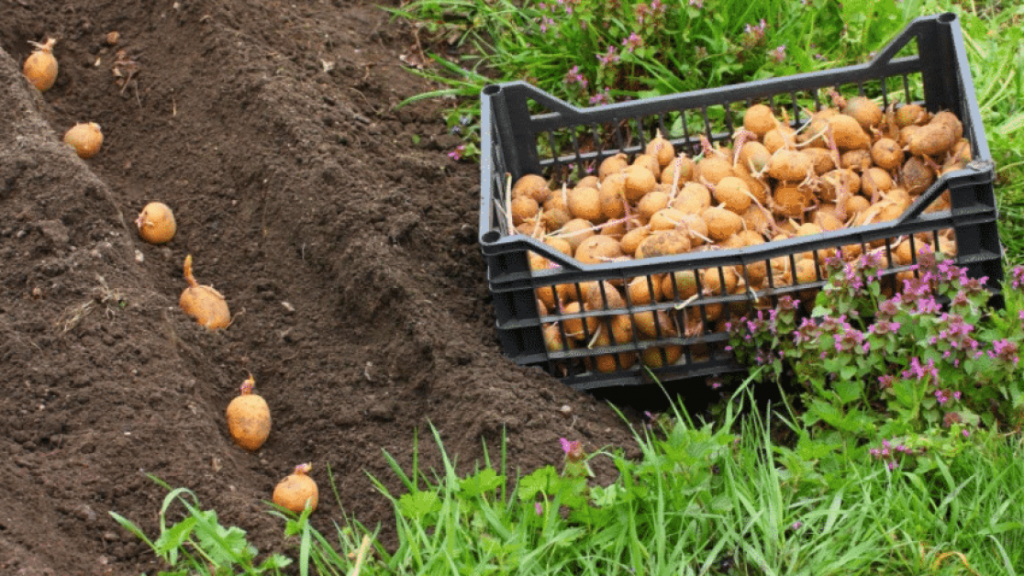 Посадка картоплі на городі
