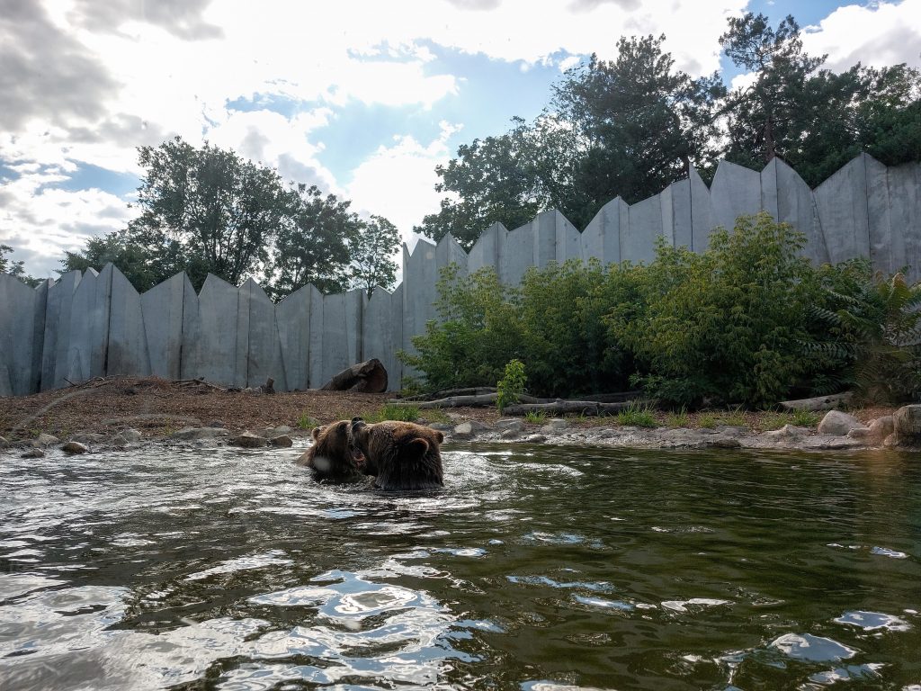 Ведмеді у воді