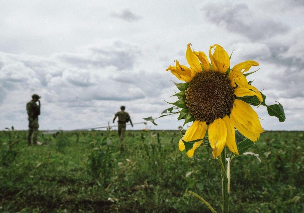 Сонях виріс там, де воєнні дії