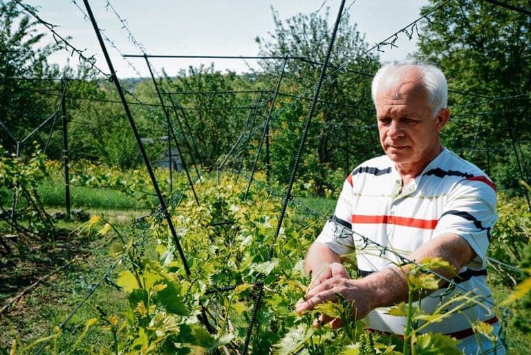 Сергій Коваленко підв'язує виноград