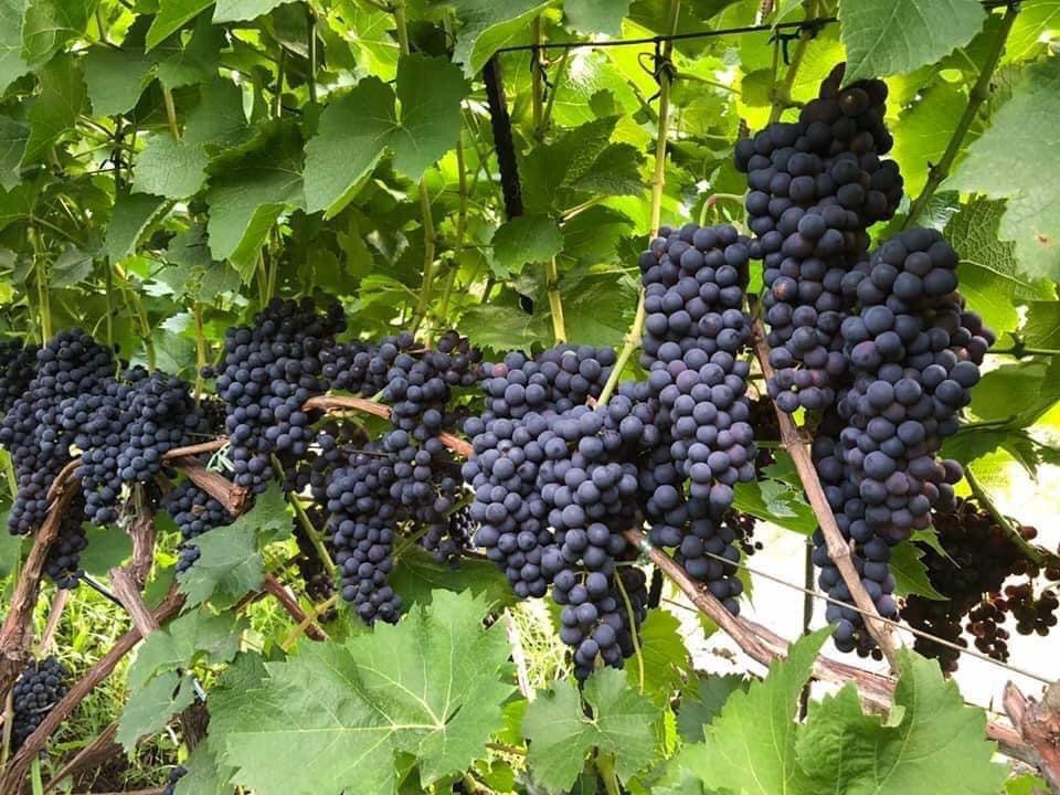 Технічний виноград