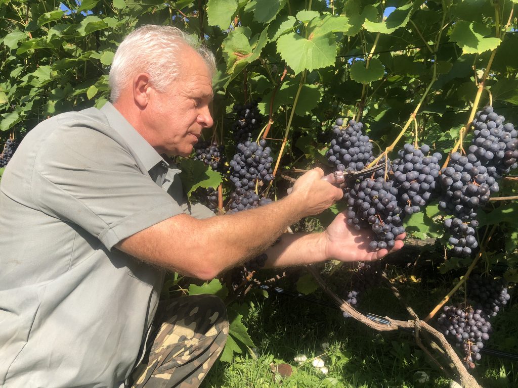 Сергій Коваленко обрізає виноград