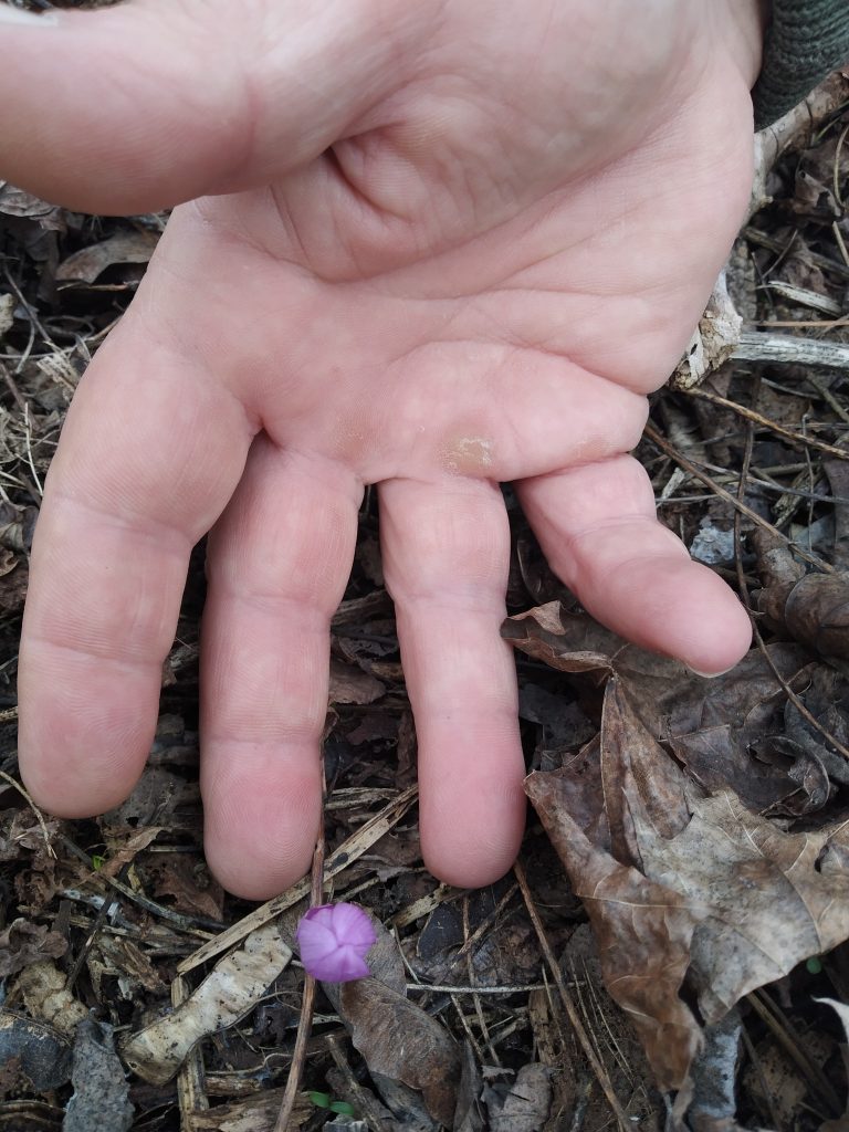Розмір квітки брандушки порівняно з рукою